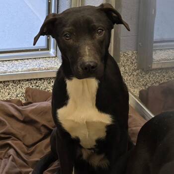 Labrador Retriever and Basset Hound Dogs Available for Adoption - Star | PetCurious