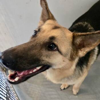Dani -  German Shepherd Dog and Mixed Breed Dog Available for Adoption in Houston, Texas - Dani | PetCurious