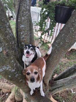 Paco -  Terrier and Chihuahua Dog for Adoption in Middletown, Connecticut - Paco | PetCurious