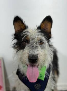 GarbanzoBean-One of our Amazing Rescue Dogs -  Schnauzer and Australian Cattle Dog Blue Heeler Dog for Adoption in Carlsbad, California - GarbanzoBean-One Of Our Amazing Rescue Dogs | PetCurious