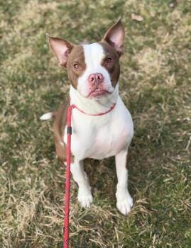 Pit Bull Terrier Dogs Available for Adoption in Lancaster, Ohio - Blaze | PetCurious