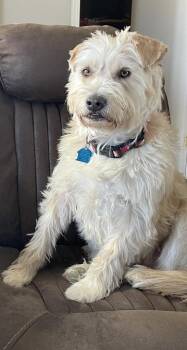 Scottish Terrier and Mixed Breed Dogs Available for Adoption - Jack (Henry) (A114284) | PetCurious