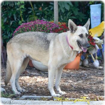 Rescue German Shepherd Dog Dogs for Adoption in Wake Forest, North Carolina - Roxette | PetCurious