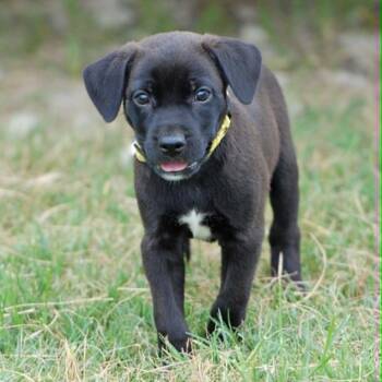 Karev -  Labrador Retriever and Terrier Dog for Adoption in Madisonville, Texas - Karev | PetCurious