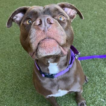 Lance -  Mixed Breed Dog for Adoption in West Palm Beach, Florida - Lance | PetCurious