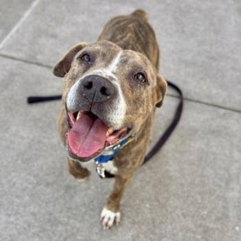 Pit Bull Terrier and Mixed Breed Dogs Available for Adoption - Olive | PetCurious