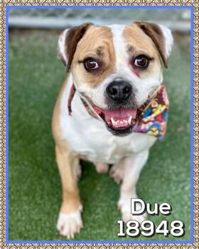 Pug and Boxer Dogs Available for Adoption in Marietta, Georgia - DUE | PetCurious