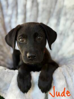 Jude -  Labrador Retriever and German Shepherd Dog Dog for Adoption in Pleasant Hill, California - Jude | PetCurious