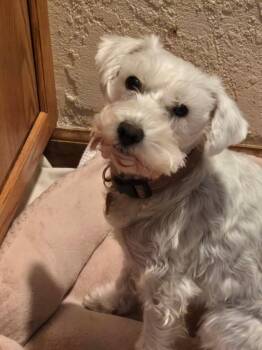 Miniature Schnauzer Dogs Available for Adoption in Lakewood, Colorado - Sugar | PetCurious