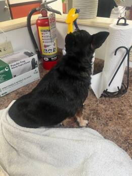 Dorthea -  Mixed Breed Dog for Adoption in Cincinnati, Ohio - Dorthea | PetCurious