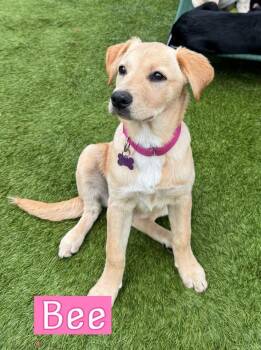 Labrador Retriever Dogs Available for Adoption in Southlake, Texas - Bee | PetCurious