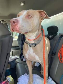 MUNCHY -  Pit Bull Terrier Dog for Adoption in Stockton, California - MUNCHY | PetCurious