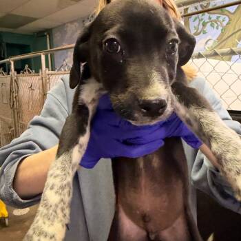 Earthquake -  Border Collie and Whippet Dog for Adoption in Lenexa, Kansas - Earthquake | PetCurious