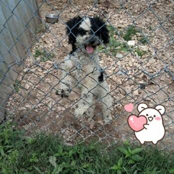 Poodle Dogs Available for Adoption in Chanute, Kansas - Andrew | PetCurious
