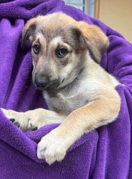 Indy -  Shepherd Dog for Adoption in Tomah, Wisconsin - Indy | PetCurious