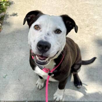 Mixed Breed Dogs Available for Adoption in Asheville, North Carolina - Carson | PetCurious