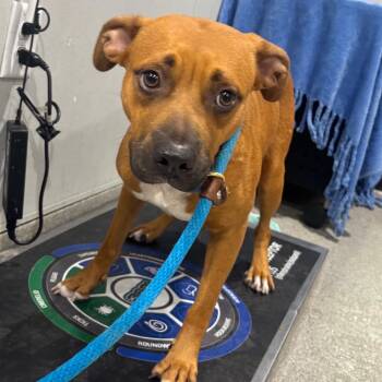 Isla -  Boxer and Mixed Breed Dog for Adoption in Clearwater, Florida - Isla | PetCurious