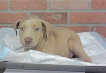 A2086388 -  Staffordshire Bull Terrier and Mixed Breed Dog for Adoption in Houston, Texas - A2086388 | PetCurious