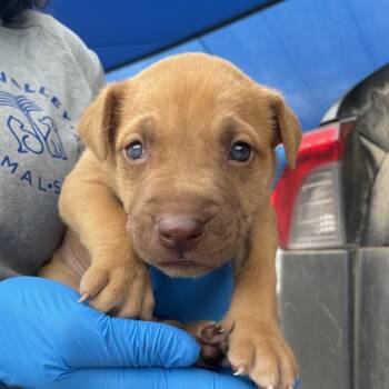 Pit Bull Terrier and Mixed Breed Dogs Available for Adoption in Edinburg, Texas - Marty | PetCurious