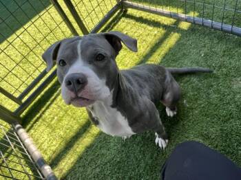 American Bully Dogs Available for Adoption - Posey - OUT OF TOWN DOG-COURTESY POST-DETAILS BELOW | PetCurious