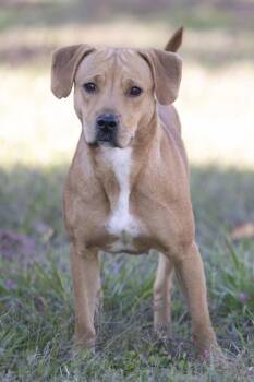 Rescue Mixed Breed Dogs for Adoption in Bedford, Indiana - Marie | PetCurious