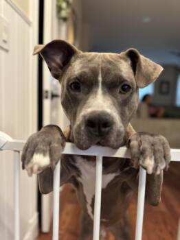 Blue -  American Staffordshire Terrier Dog for Adoption in New York, New York - Blue | PetCurious