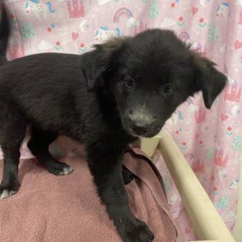 A613937 -  Border Collie Dog for Adoption in Modesto, California - A613937 | PetCurious