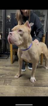 American Bully Dogs Available for Adoption - Maya (chanel) | PetCurious
