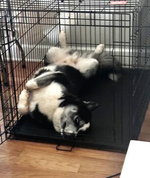 Siberian Husky Dogs Available for Adoption - Kobe - CP | PetCurious