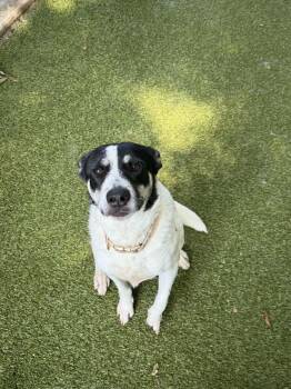 kaliop -  Australian Cattle Dog Blue Heeler and Mixed Breed Dog for Adoption in Germantown, Tennessee - Kaliop | PetCurious