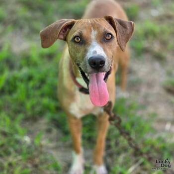 Aria -  Shepherd and Terrier Dog for Adoption in Washington, District Of Columbia - Aria | PetCurious