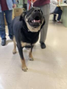 Labrador Retriever and German Shepherd Dog Dogs Available for Adoption - Little Bear | PetCurious