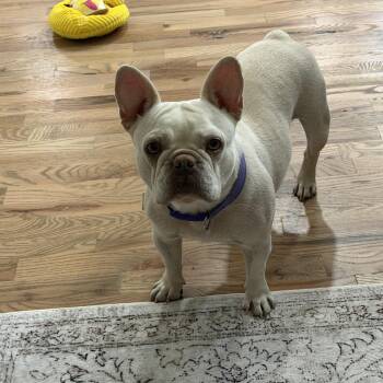 Sassy -  French Bulldog Dog for Adoption in Broken Arrow, Oklahoma - Sassy | PetCurious