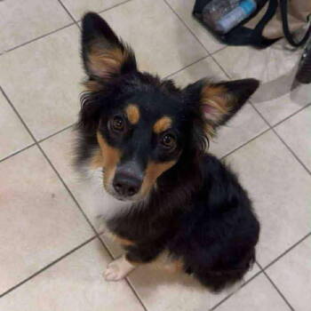 Rescue Australian Shepherd Dogs for Adoption in Grand Bay, Alabama - Sasha | PetCurious