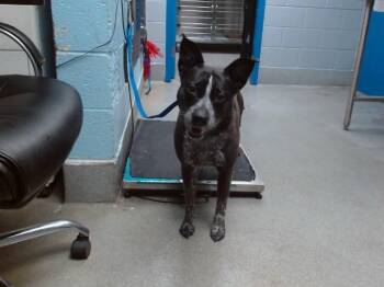 NIPSEY -  Australian Cattle Dog Blue Heeler and Mixed Breed Dog for Adoption in Albuquerque, New Mexico - NIPSEY | PetCurious