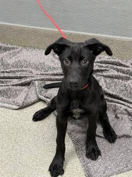 CELESTE -  Labrador Retriever Dog for Adoption in Las Vegas, Nevada - CELESTE | PetCurious