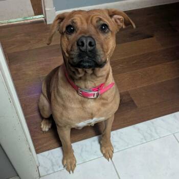 Boxer and Pit Bull Terrier Dogs Available for Adoption in Carmel Hamlet, New York - Mira | PetCurious