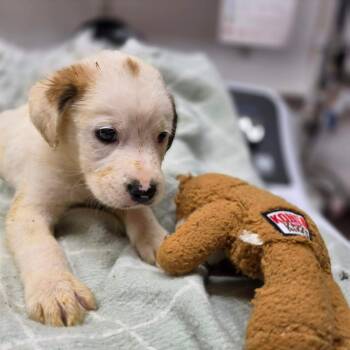 Ayden -  Boxer and Great Pyrenees Dog for Adoption in Willingboro, New Jersey - Ayden | PetCurious