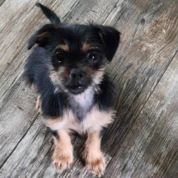 Espresso COMING SOON -  Yorkshire Terrier and Terrier Dog for Adoption in Loves Park, Illinois - Espresso COMING SOON | PetCurious