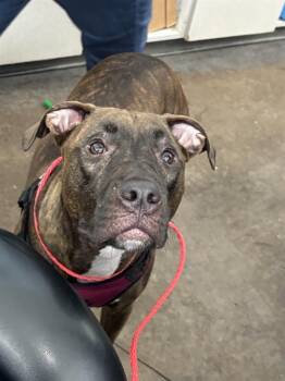 JAZUE -  Mixed Breed Dog Available for Adoption in Dallas, Texas - JAZUE | PetCurious