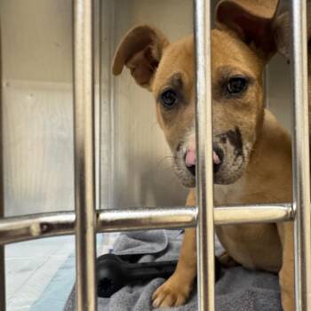 Spaghetti (packers) -  Mixed Breed Dog for Adoption in Winston-salem, North Carolina - Spaghetti (packers) | PetCurious