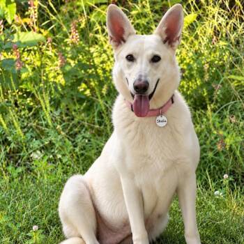 Sheila (26-355) -  German Shepherd Dog Dog for Adoption in New Ringgold, Pennsylvania - Sheila (26-355) | PetCurious