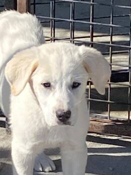 Great Pyrenees and Anatolian Shepherd Dogs Available for Adoption in Hartford, Kentucky - Jackson | PetCurious