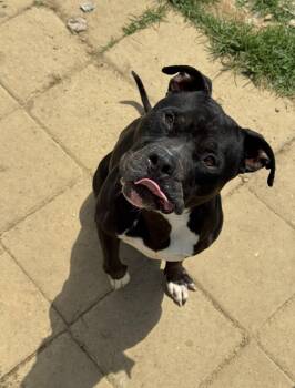 Silas -  Staffordshire Bull Terrier Dog for Adoption in Tullahoma, Tennessee - Silas | PetCurious