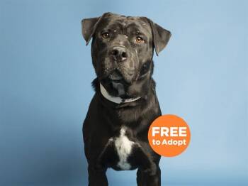 Pit Bull Terrier Dogs Available for Adoption - PONY BOY | PetCurious