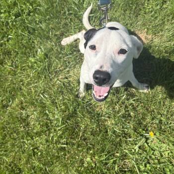 Rescue Mixed Breed Dogs for Adoption in Logan, Ohio - Cooper | PetCurious