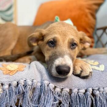 Prairie Ann Penelope -  German Shepherd Dog and Labrador Retriever Dog for Adoption in Friendswood, Texas - Prairie Ann Penelope | PetCurious