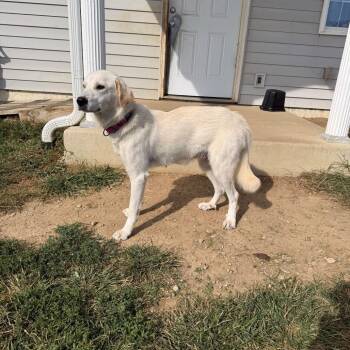 Mazie -  Great Pyrenees and Labrador Retriever Dog for Adoption in Tipton, Indiana - Mazie | PetCurious