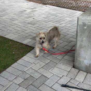 Farrah -  Terrier and Mixed Breed Dog for Adoption in Jupiter, Florida - Farrah | PetCurious