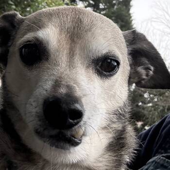 Rescue Chihuahua and Terrier Dogs for Adoption in Glenelg, Maryland - Dexter (Snaggletooth) | PetCurious